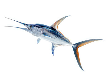 realistic marlin fish isolated on white background