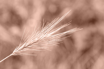 Spikelet close-up against the background of a blurred field. Selective focus. Demonstrating color...