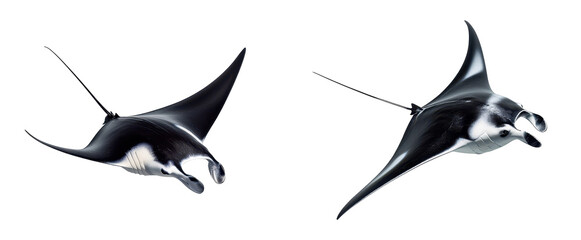 Fototapeta premium Two elegant manta rays gliding gracefully through the ocean waters. transparent background.