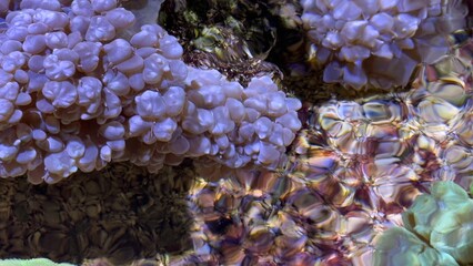 peixes aquario