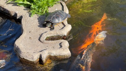 peixes aquario