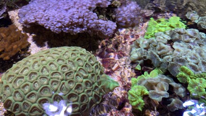 peixes aquario