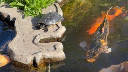 peixes aquario