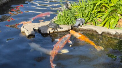 peixes aquario
