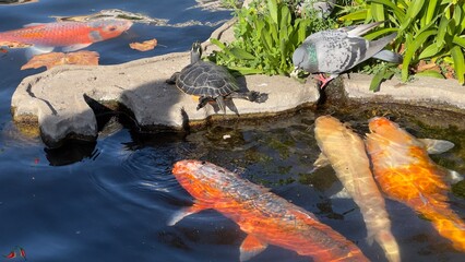 peixes aquario