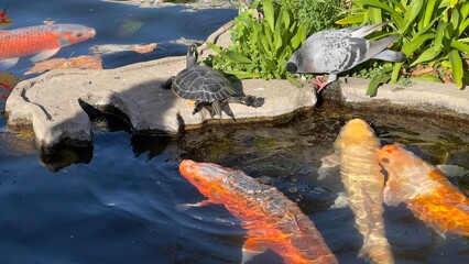 peixes aquario