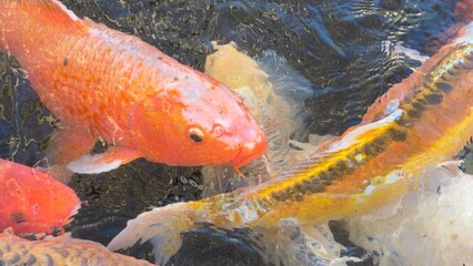 peixes aquario