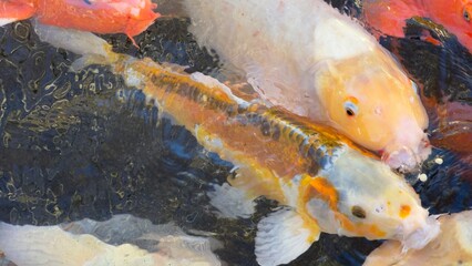 peixes aquario