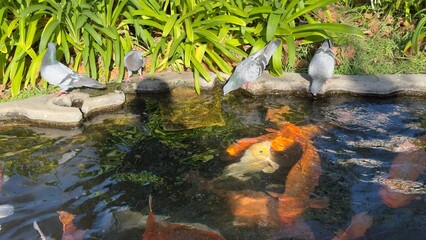 peixes aquario