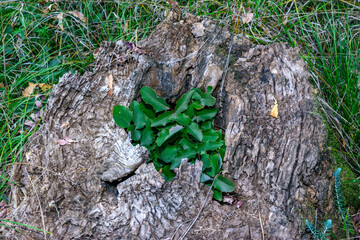 Fototapeta premium Mahonia repens - a bush with green leaves sprouted inside an old tree stump in a garden, Ukraine