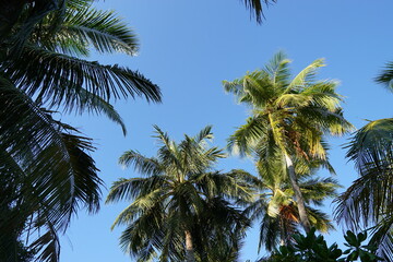 Fototapeta premium palm trees against sky