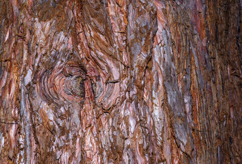 A cut branch overgrown with bark on the trunk of a large tree, the texture of the bark of a tree, Ukraine