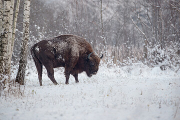A bison standing next to birches in a winter scenery