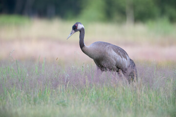 Fototapeta premium Crane among fluffy grass in a meadow