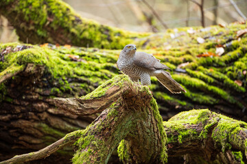 A bird of prey among the broken branches of a fallen tree