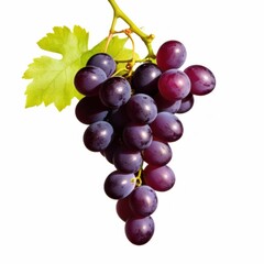 Fototapeta premium A bunch of ripe grapes hanging from a vine with a green leaf.