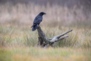 Obraz premium A raven on a stump against the background of tall grass