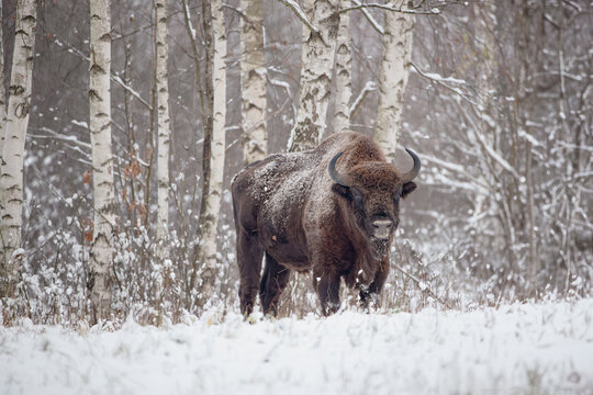 A bison against the background of a snow-covered birch forest