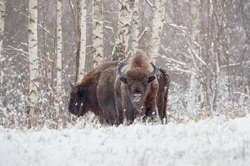 Two bisons against the background of a snow-covered birch forest