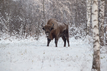 Bison in a winter forest clearing