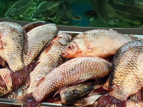 Fresh river carp fish on the store counter.