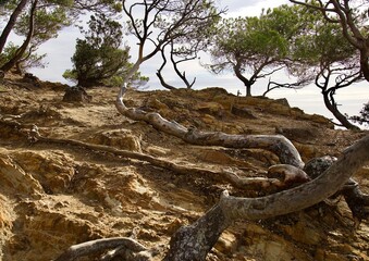 roots in the forest