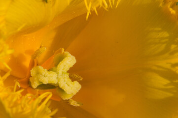 Fototapeta premium yellow tulip flower