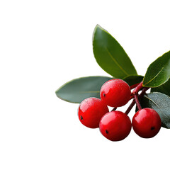 Festive Holly Berries with Green Leaves Winter Christmas Nature on transparent background