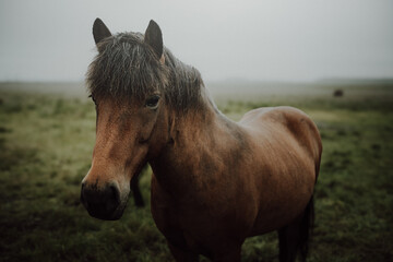 portrait of a horse © Sieku Photo