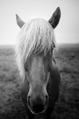 portrait of a horse © Sieku Photo