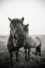 black and white horse © Sieku Photo