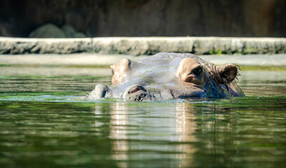 Fototapeta premium Nile Hippopotamus in a water habitat at the zoo. Populations decreasing in Native Africa. The semiaquatic Hippo can run 35 mph on land, sleep under water and aggressively defends its territory.