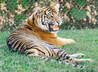 Fototapeta premium Large Male Sumatran Tiger in a zoo tiger habitat. Critically endangered the only surviving subspecies of tigers found on the island of Sumatra in Indonesia.