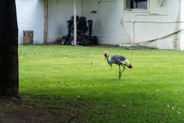 A crowned crane walking gracefully on lush green grass near a building with a wheelchair in the background, creating a unique juxtaposition of nature and human elements.
