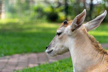 Close-up profile of an antelope resting on a grassy lawn, showcasing its soft fur, upright ears, and serene demeanor in a calm natural setting.