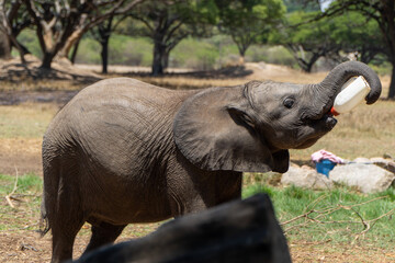A baby elephant joyfully drinks milk from a bottle in a sunny savanna setting. Its trunk curls around the bottle, surrounded by trees, dry grass, and an open wildlife sanctuary environment