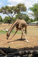 A giraffe bends down gracefully to drink or graze in a sunlit wildlife sanctuary surrounded by trees, capturing a rare and unique pose in its natural habitat.