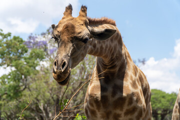 A close-up of a giraffe feeding on a twig, captured in bright sunlight. The backdrop features vibrant greenery and jacaranda trees with purple blooms under a blue sky dotted with white clouds