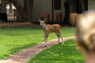 A young antelope stands on a brick pathway amidst lush green grass, near a building with large clay pots, in a serene wildlife sanctuary setting under soft daylight