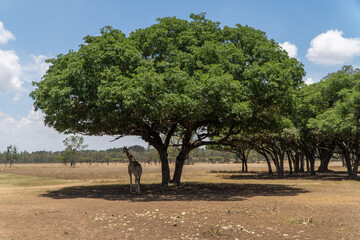 A giraffe stands under the shade of a large, leafy tree in a dry savanna landscape, surrounded by sparse vegetation and open skies on a sunny day.