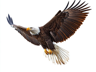 Obraz premium Majestic bald eagle in flight isolated on white background.