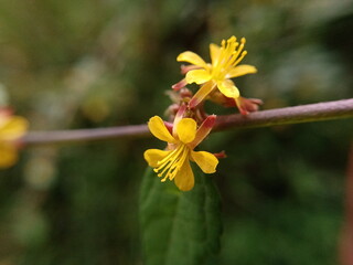 yellow flower  blooming  in the morning.