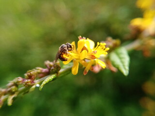 A beautiful yellow flower and bee.