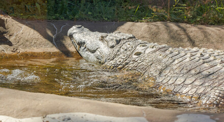 The Nile Crocodile a freshwater crocodilian swimming in the water at a zoo herbarium. The lifespan of the crocodile can be 50 to 60 years in captivity and lives wild in 26 countries throughout Africa.
