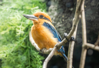 Micronesian Kingfisher sitting on a branch at the zoo. Native to Guam exists only in captivity in Guam and the U.S. Brought to extinction by an  invasive species the brown tree snake.