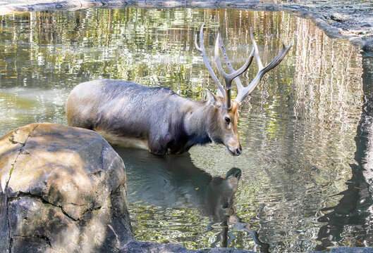 Pere Davids Deer wading in a pond at the zoo. Native to subtropical river valleys in china were once extinct in the wild. 6000 deer reestablished in a reserve in China and 600 estimated in the wild.
