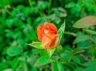 Beautiful pink rose bud blooming,  flower garden.