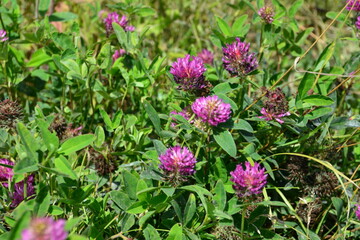 Fototapeta premium purple flowers of wild clover are growing in a field of green grass