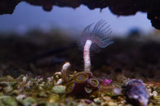 Polychaeta worm in reef tank or aquarium macro