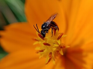 a bee sucking  nectar on orange flower.